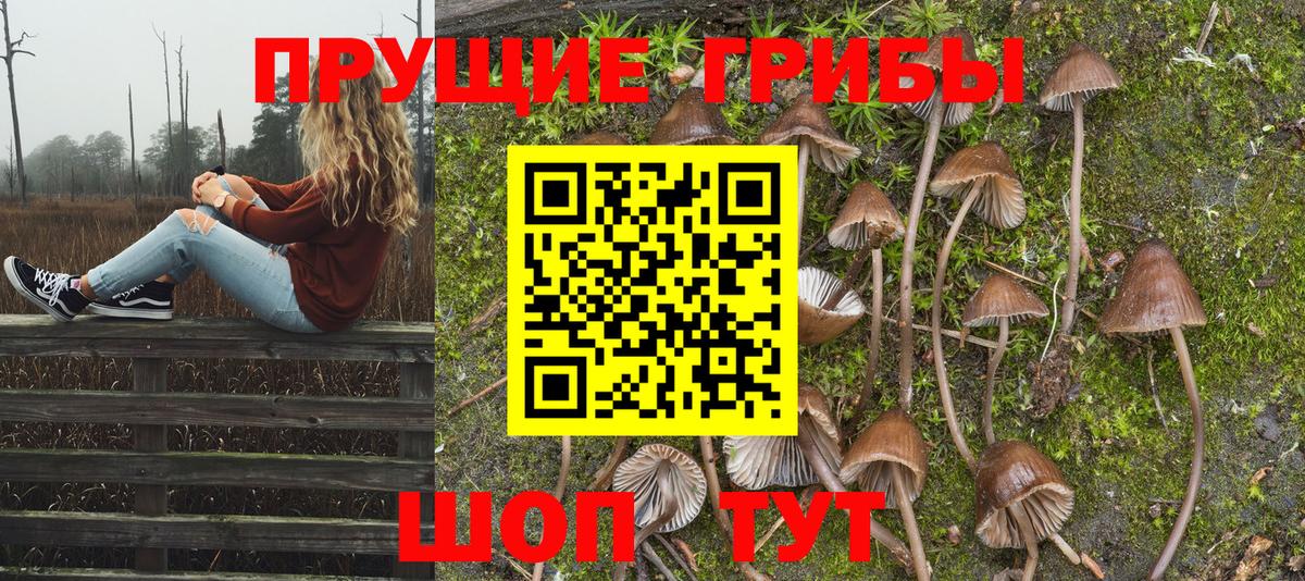 Галлюциногенные грибы мицелий  Видное  Псилоцибиновые грибы Psilocybe 